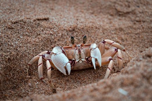 Close up image of a sand crab on a beach showcasing natural textures and details.