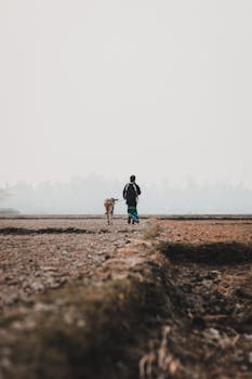 A farmer leads a cow across a rural Chilmari field in Bangladesh, showcasing traditional agricultural life.