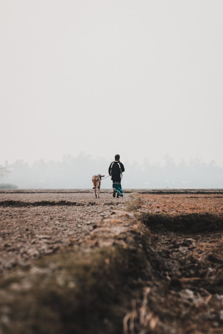 A Man Walking Beside The Cow