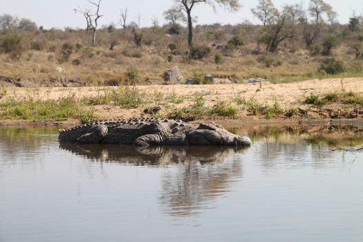 A crocodile rests by a calm river in South Africa's wilderness, reflecting a serene wildlife environment.