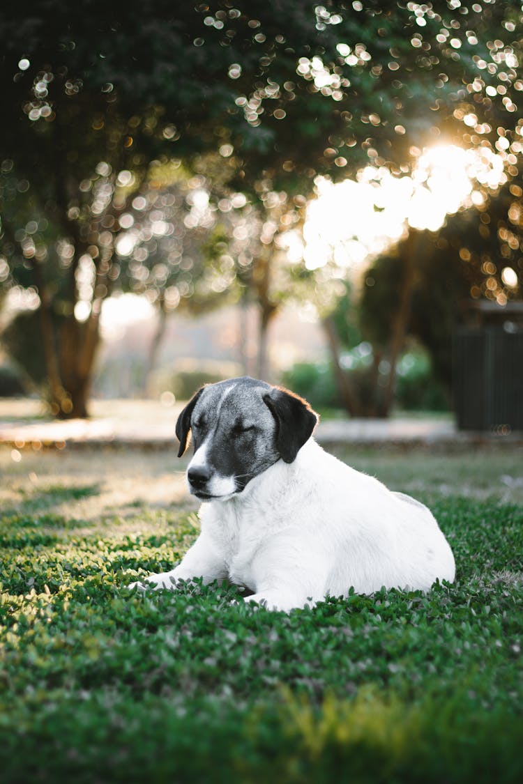 Dog Resting In Park