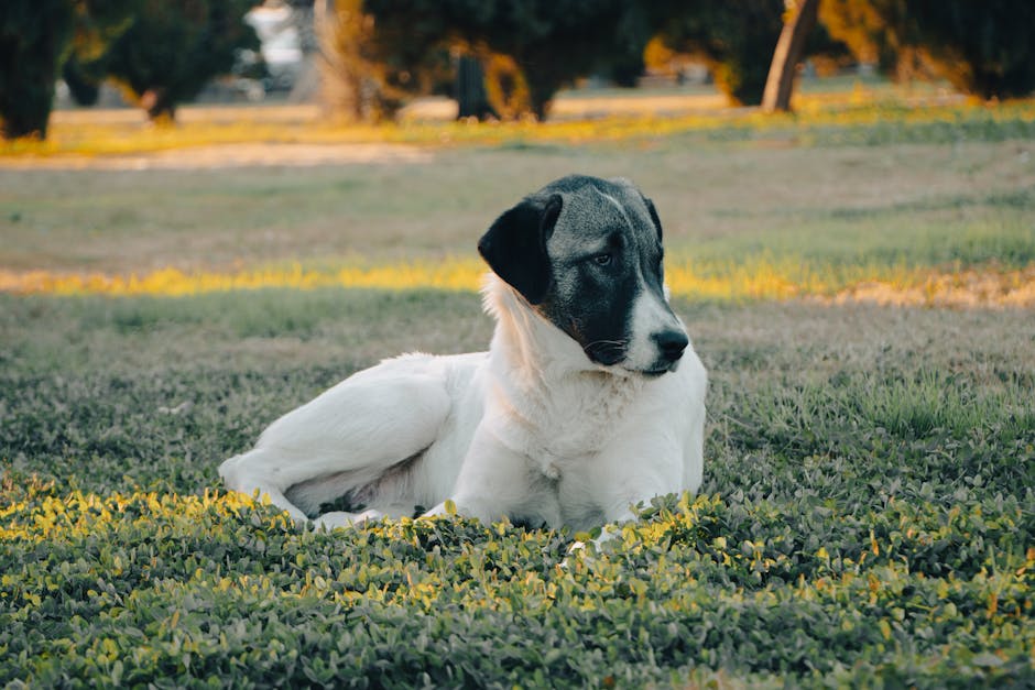 how much zyrtec can my dog have