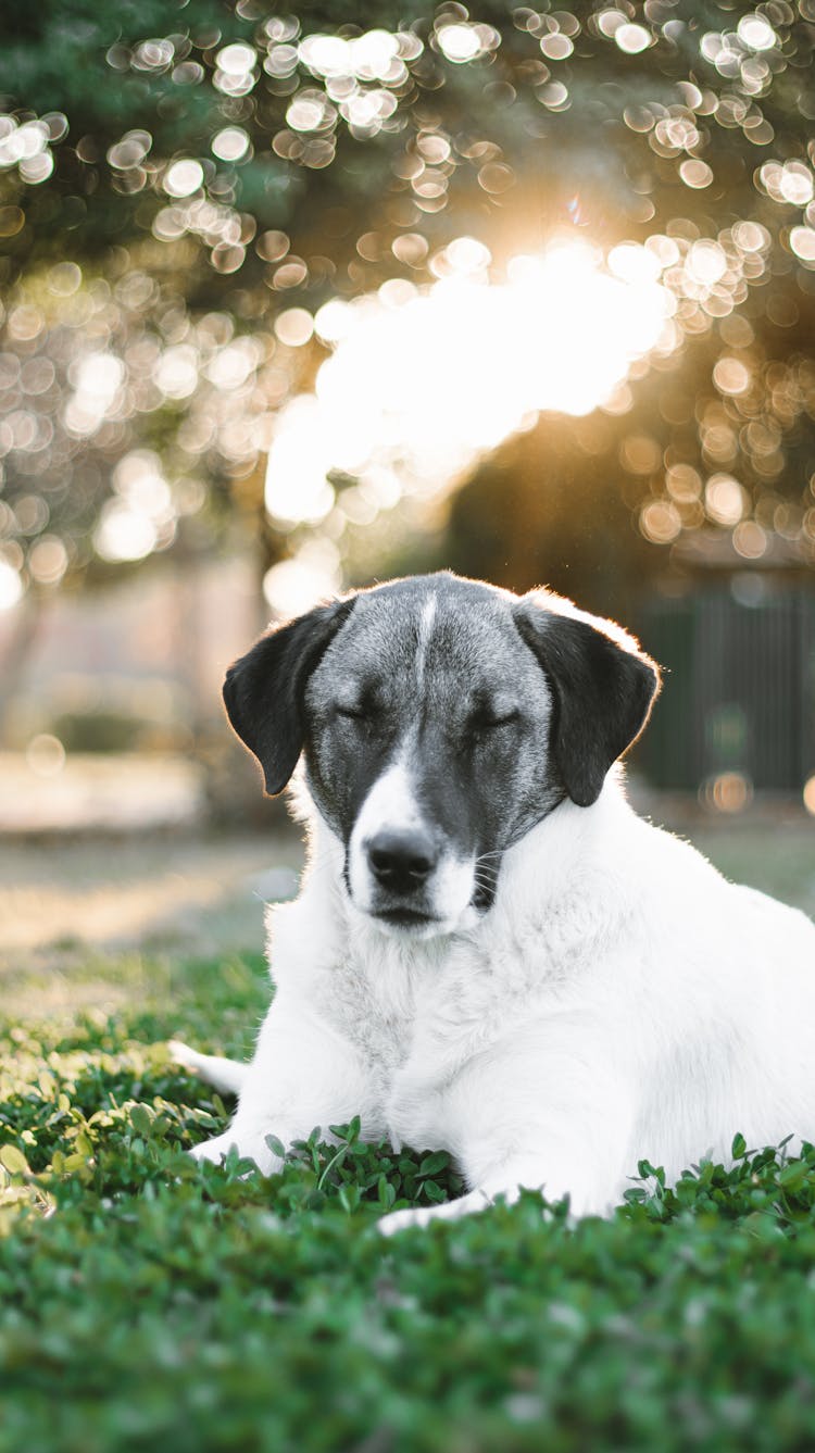 Dog Sleeping O Grass