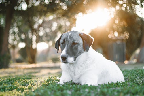 Free A Dog on the Grass  Stock Photo