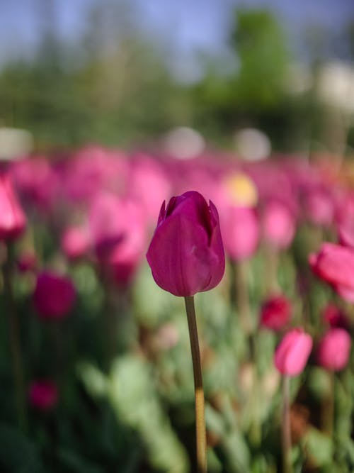 無料 チューリップ, ピンクの花, フローラの無料の写真素材 写真素材