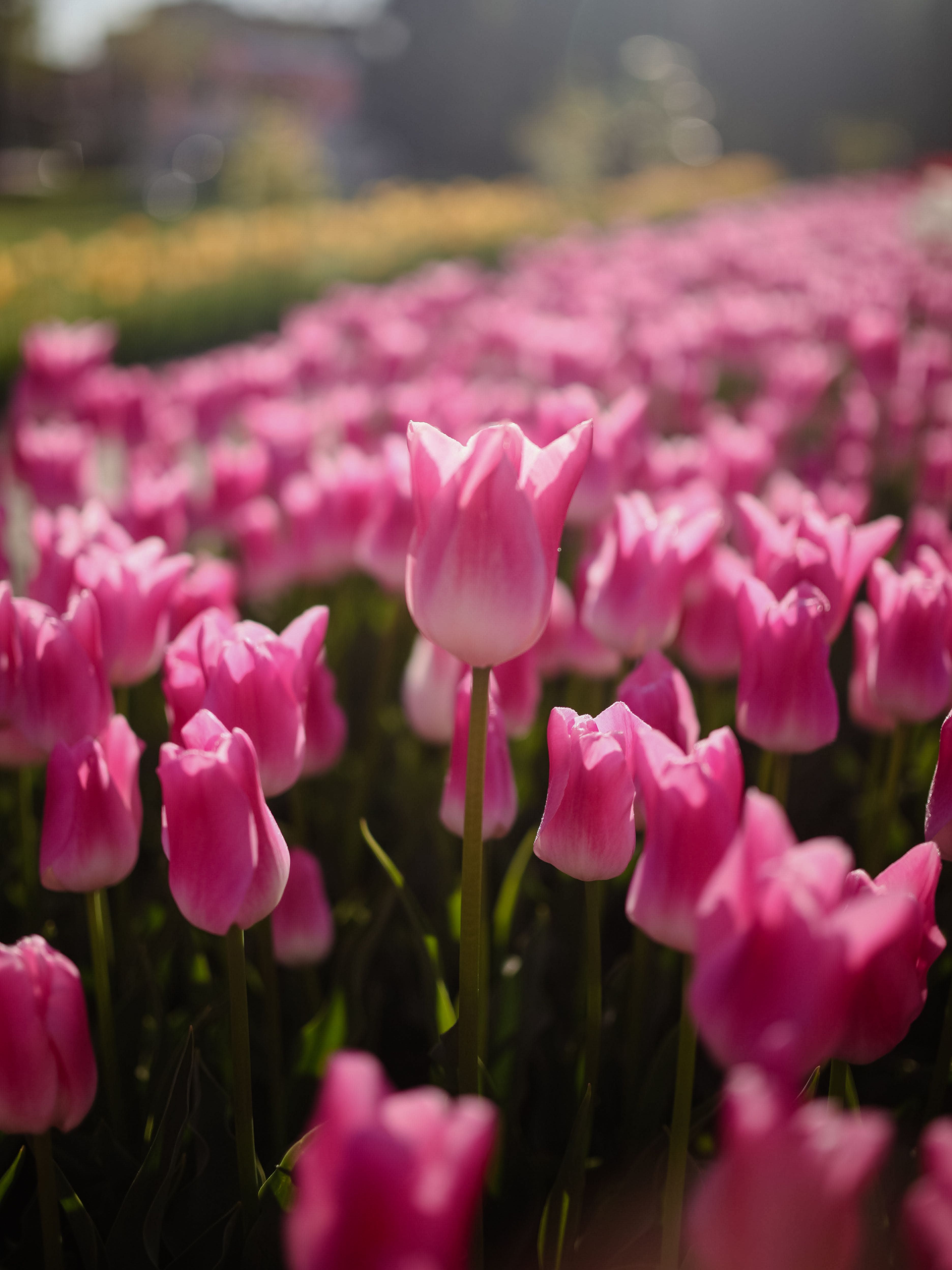 Photo of Pink Tulips · Free Stock Photo