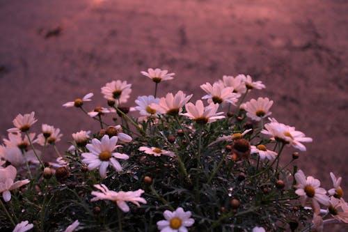 Foto d'estoc gratuïta de blanc, capvespre, flors