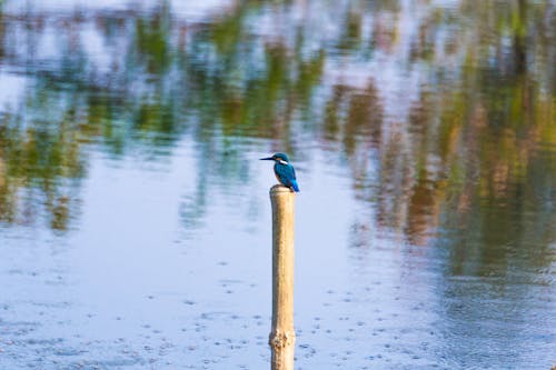 Ingyenes stockfotó gyönyörű természet, jégmadár, közös kingfisher témában