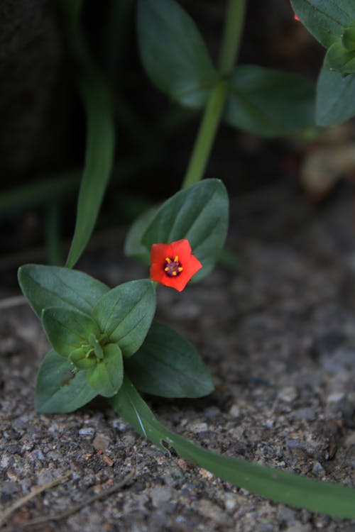 Foto d'estoc gratuïta de flor, flora, florir