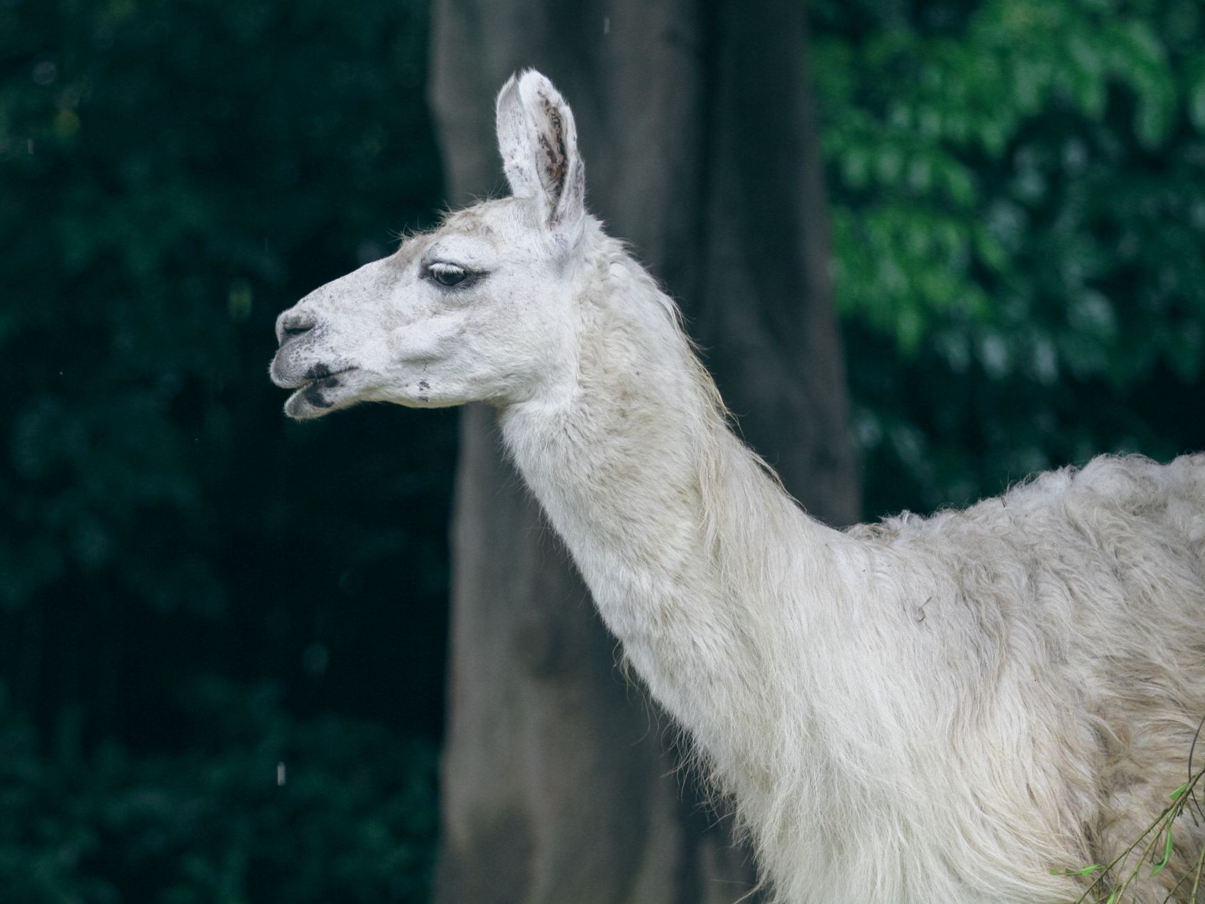 Llama 4 Scout API