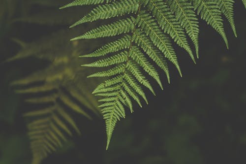 Foto d'estoc gratuïta de a l'aire lliure, arbres, boscos