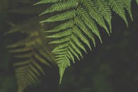 这张充满活力的特写，展现了郁郁葱葱的绿色蕨类植物叶子，尽显自然之美与错综复杂的细节