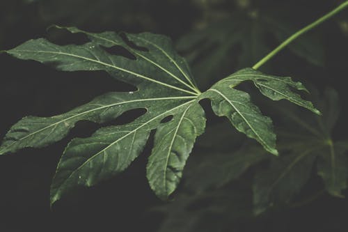 Fotografia Em Foco De Planta De Folhas Verdes