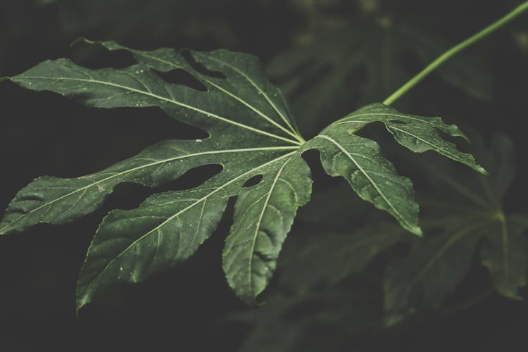 Focus Photography Of Green Leafed Plant