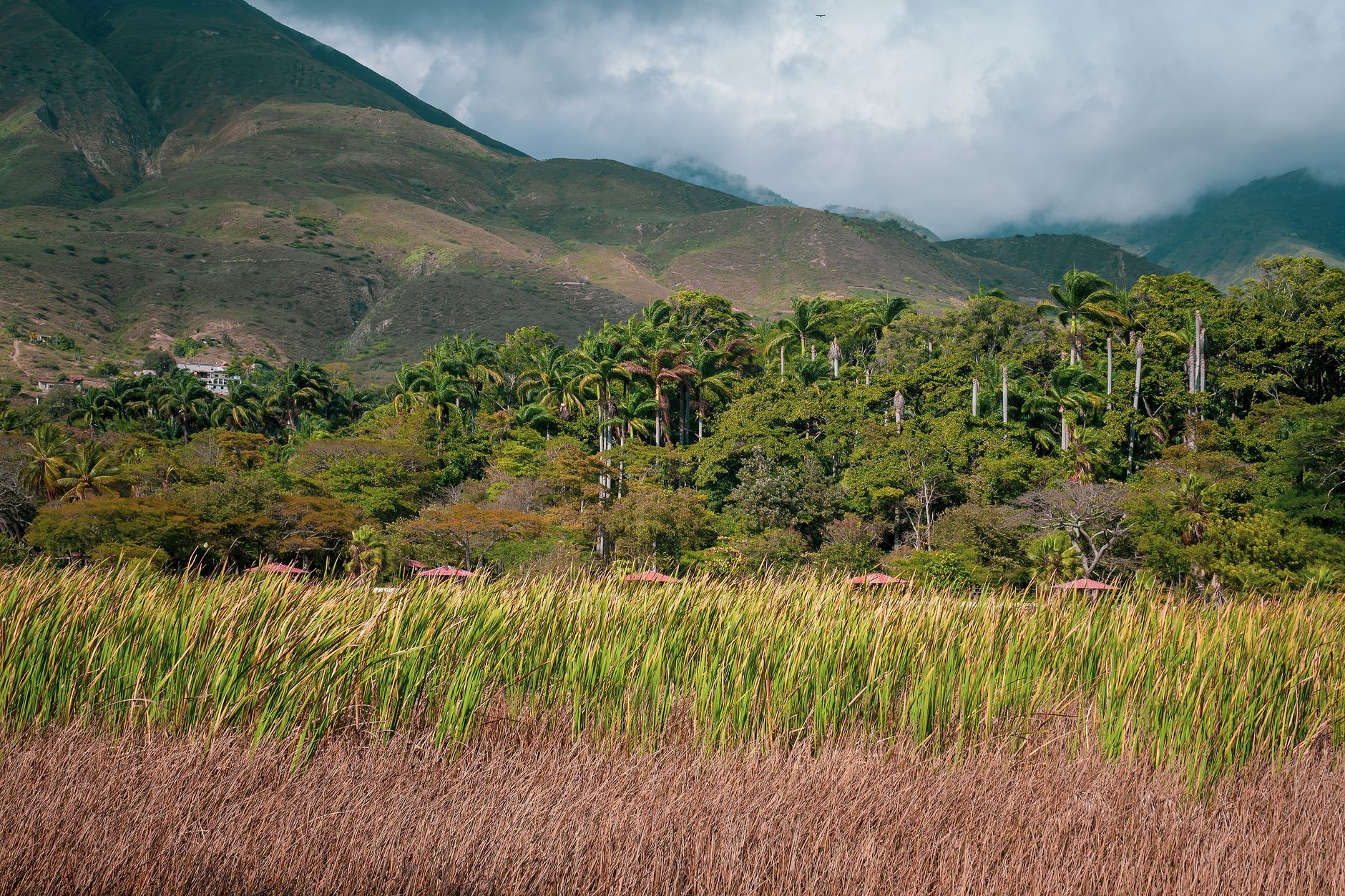 Scenic view of Mérida's verdant landscape with mountains, palms, and grass fields.