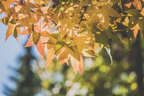 Free Selective Focus of Maple Leaves Stock Photo