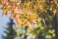 温暖的阳光下，明亮的秋季枫叶沐浴在散景背景中