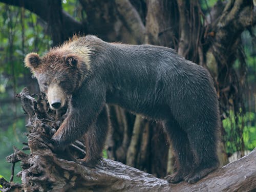 Fotos de stock gratuitas de animal, bosque, fauna