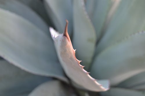 Spikes of a Cactus Plan in Close-up