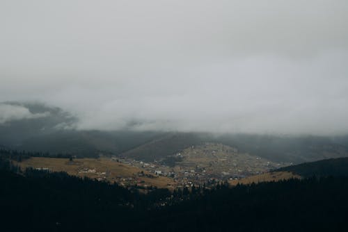 Imagine de stoc gratuită din arbori, ceață, cerul alb