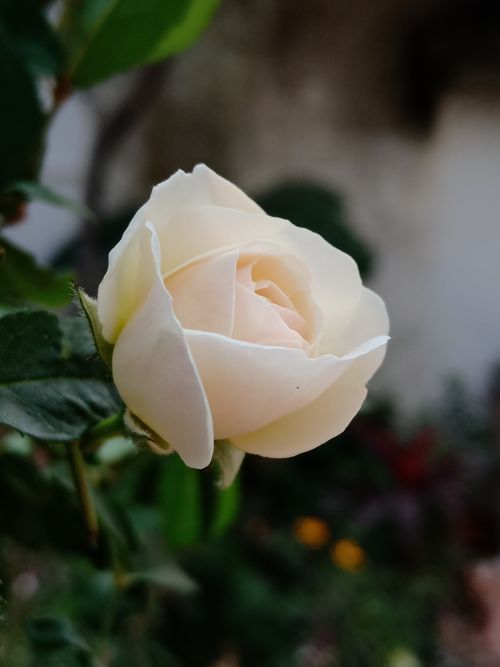 Free A close-up of a beautiful white rose in full bloom amidst green leaves in a garden setting. Stock Photo