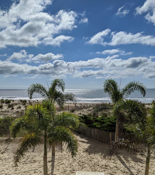 Palm Trees on the Beach 