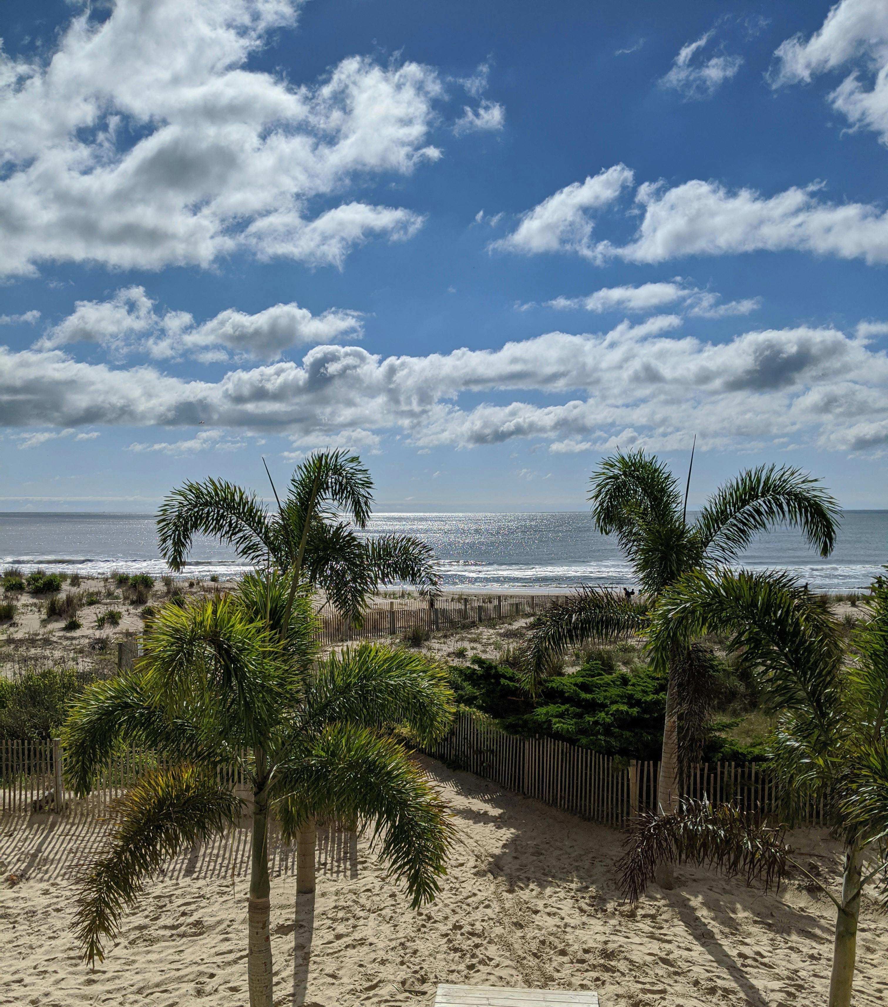 Palm Trees on the Beach · Free Stock Photo