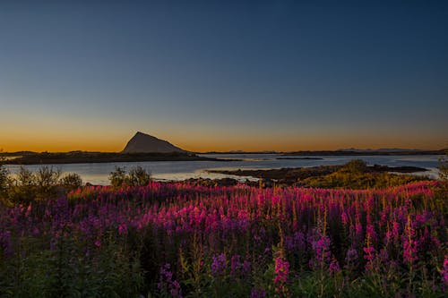 Pink Flowers along Fjord at Dawn