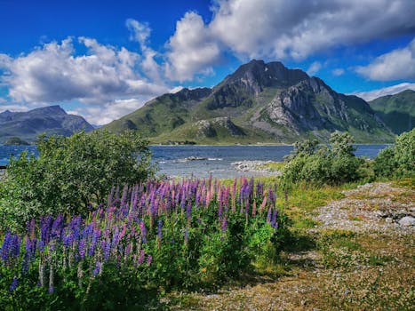 Breathtaking view of Lofoten's mountains and lupine flowers by Offersøya, Nordland, Norway.