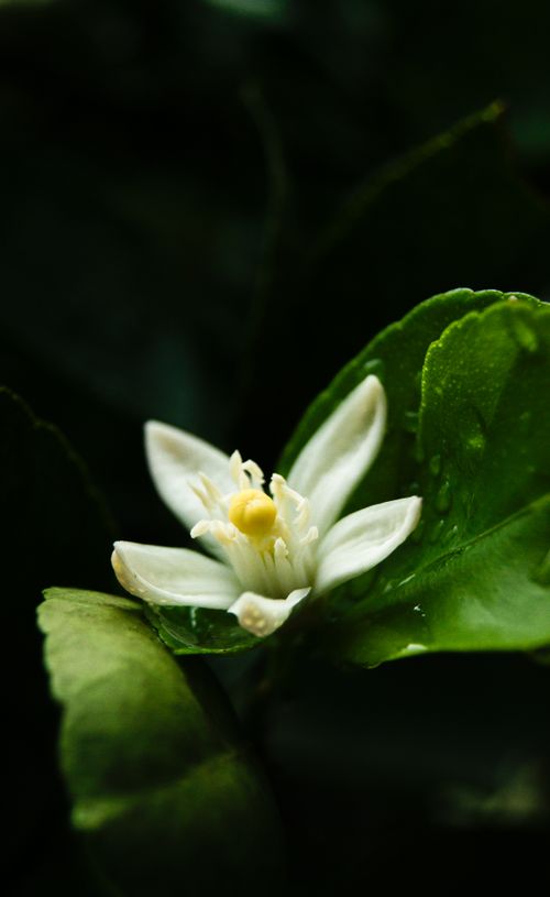 Free stock photo of beautiful flower, beautiful flowers, beautiful nature Stock Photo