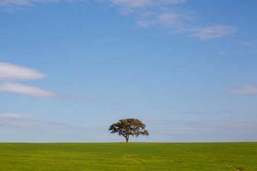 Kostnadsfri bild av fält, stort träd