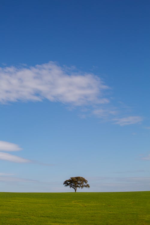 Kostnadsfri bild av fält, himmel, högt gräs