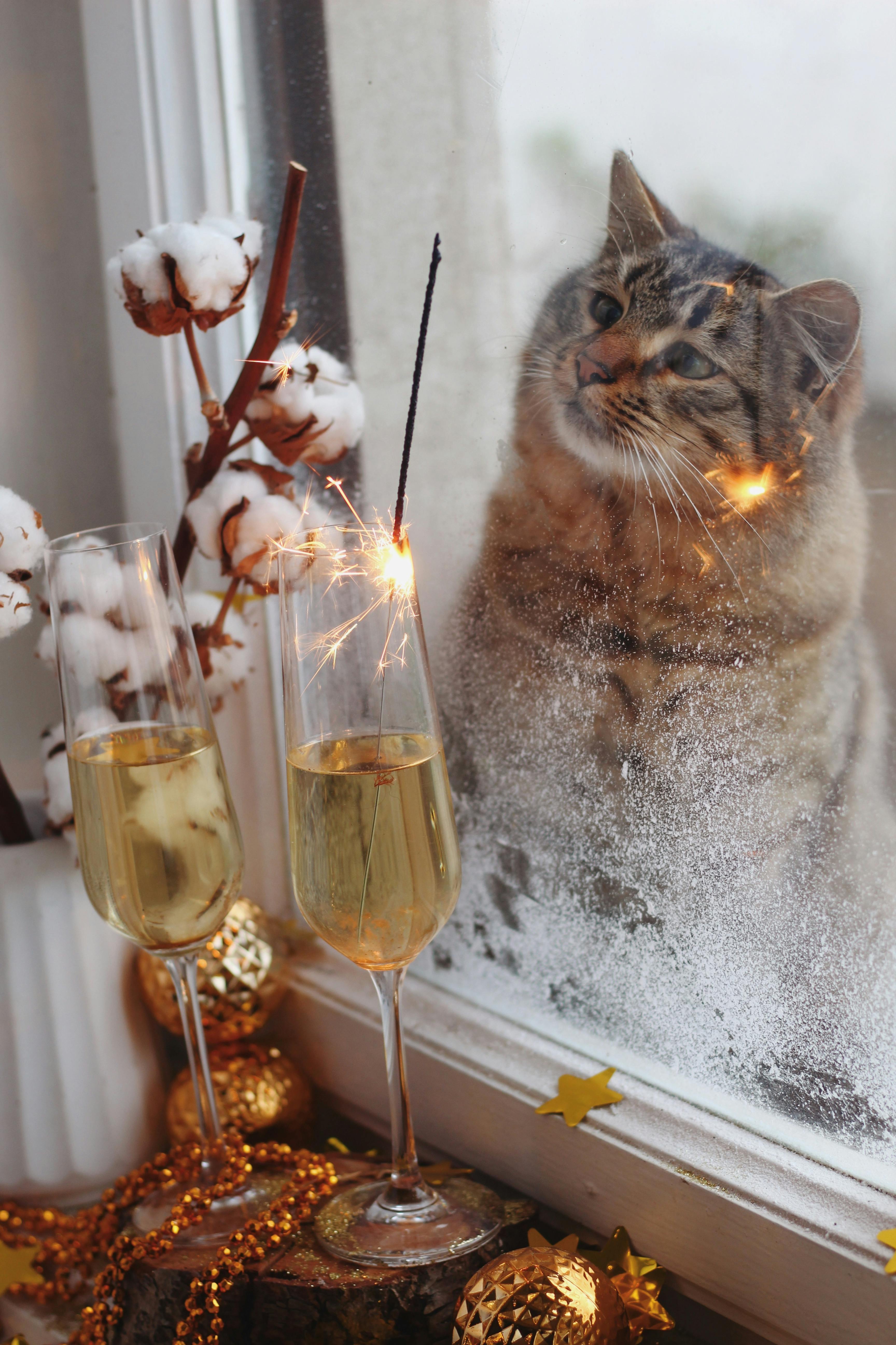 Charming cat peering through a frost-covered window at Christmas decorations and champagne.