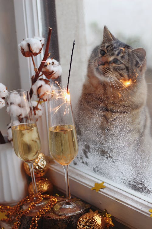 A Cat behind a Frosty Window 