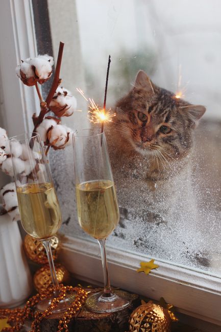 Cozy winter scene with a curious cat, champagne glasses, and holiday decorations by the frosty window.