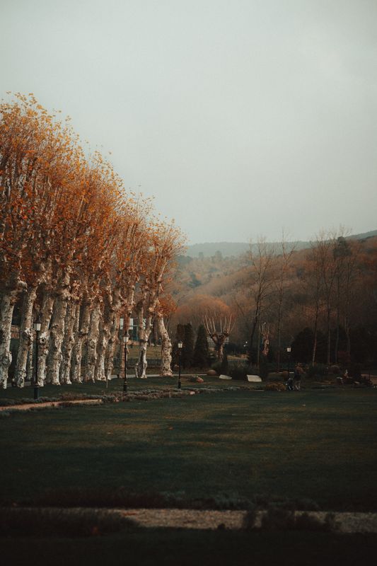 Bir parkta sarı sonbahar ağaçları, arkada tepeler