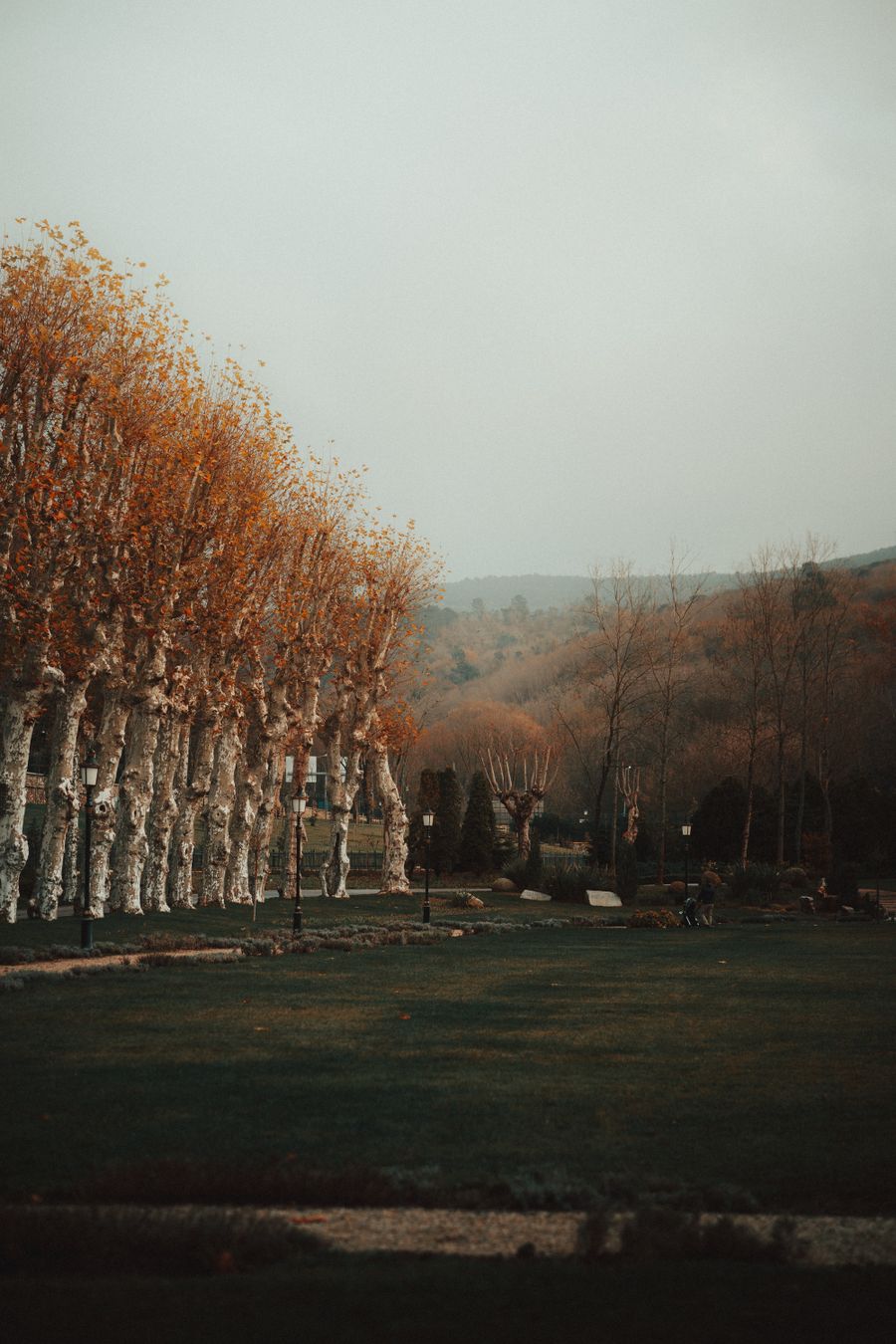 Bir parkta sarı sonbahar ağaçları, arkada tepeler