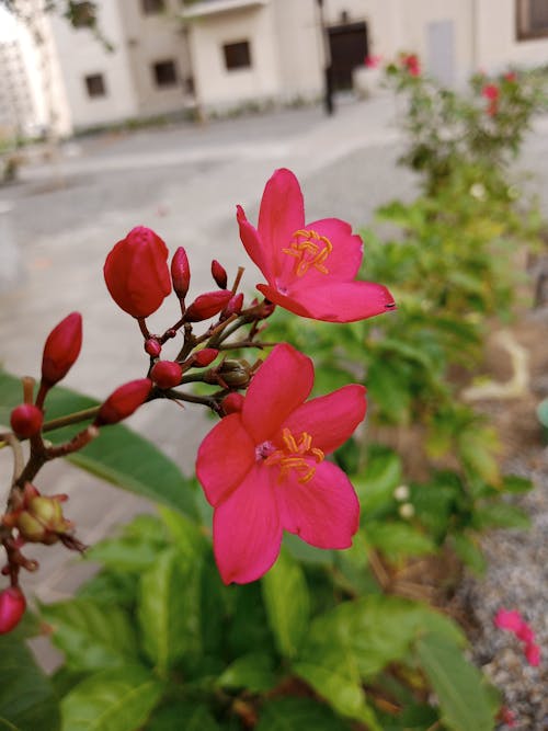 Gratis lagerfoto af blomst baggrund, bygning baggrund, eventyr