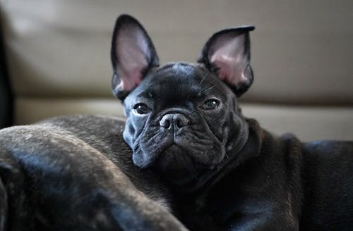 A Cute French Bulldog