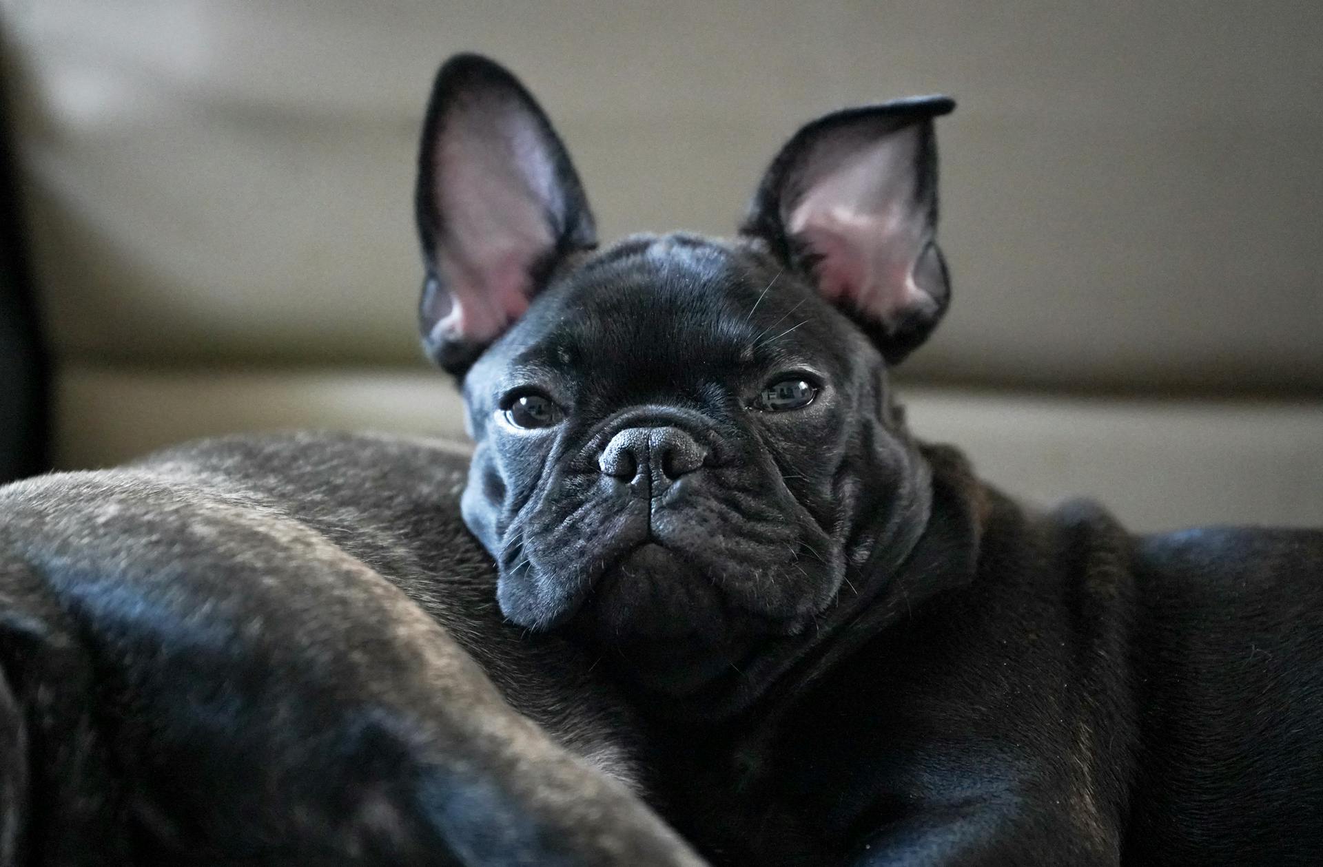 A Cute French Bulldog