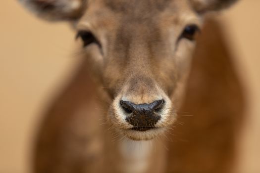 A captivating close-up of a deer's face showcasing its natural beauty in wildlife setting.