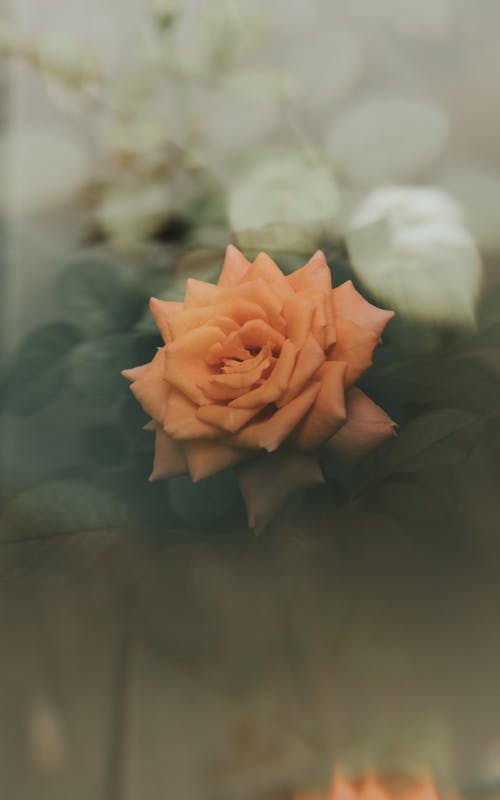 ピンクのバラ, フローラ, フローラルの無料の写真素材