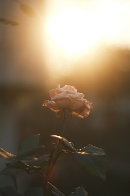 A delicate pink rose captured in beautiful golden light at sunset, exuding serenity and natural beauty.