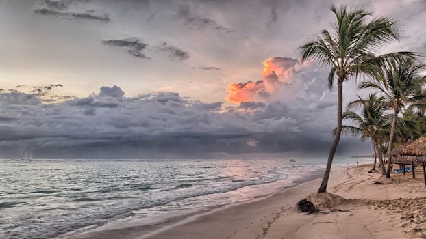 Coconut Tree on Shore during Daylight