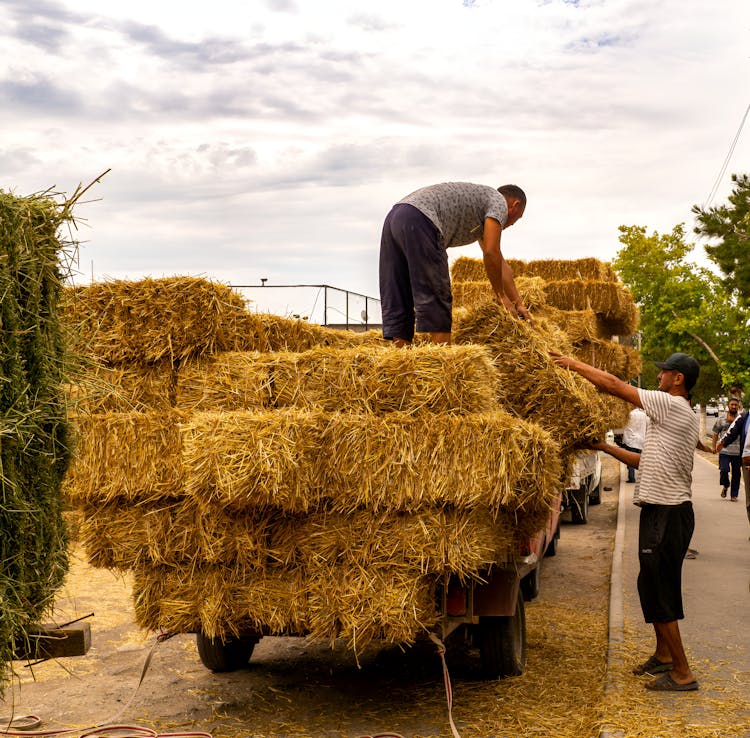 Men Loading Truck With Hay Bales