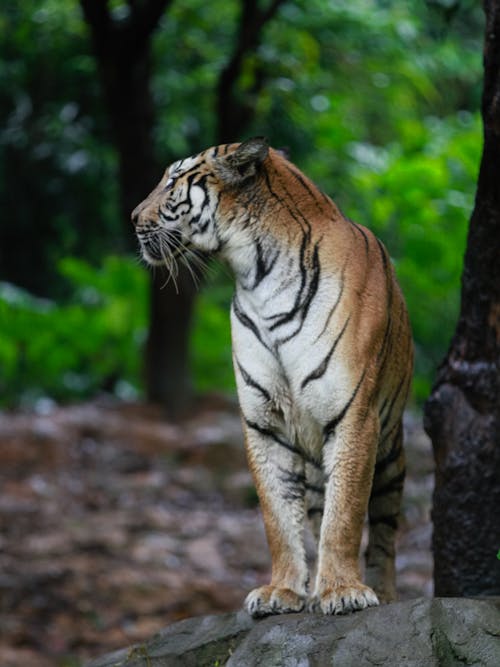 Close-Up Shot of a Tiger 