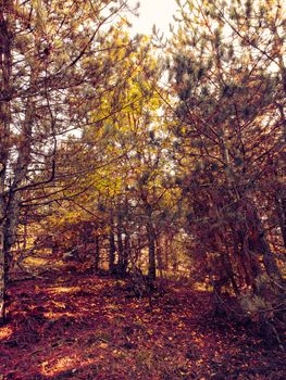 A tranquil autumn forest scene with sunlight filtering through trees.