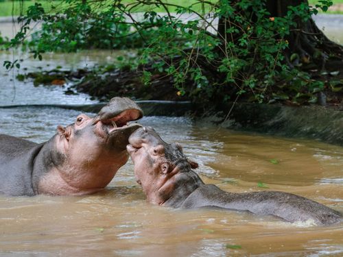 Free Two hippopotamuses engaging playfully in a muddy lake under foliage. Stock Photo