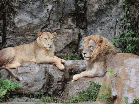 A captivating shot of a lion and lioness resting on rocks, showcasing wildlife tranquility.