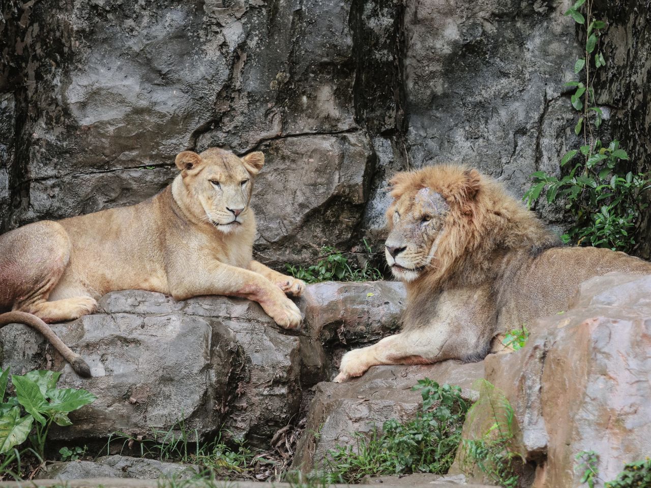a captivating shot of a lion and lioness resting on rocks showcasing w
